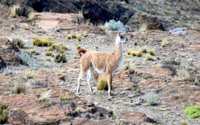 El 23 de agosto se celebra por primera vez el Día Internacional del Guanaco