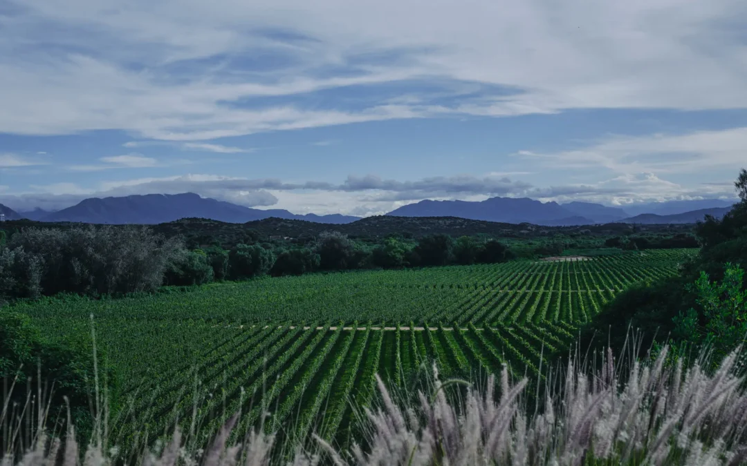 La Toscana con un toque de magia: Disfrutando de la tierra del vino de Bolivia