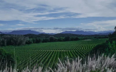 La Toscana con un toque de magia: Disfrutando de la tierra del vino de Bolivia