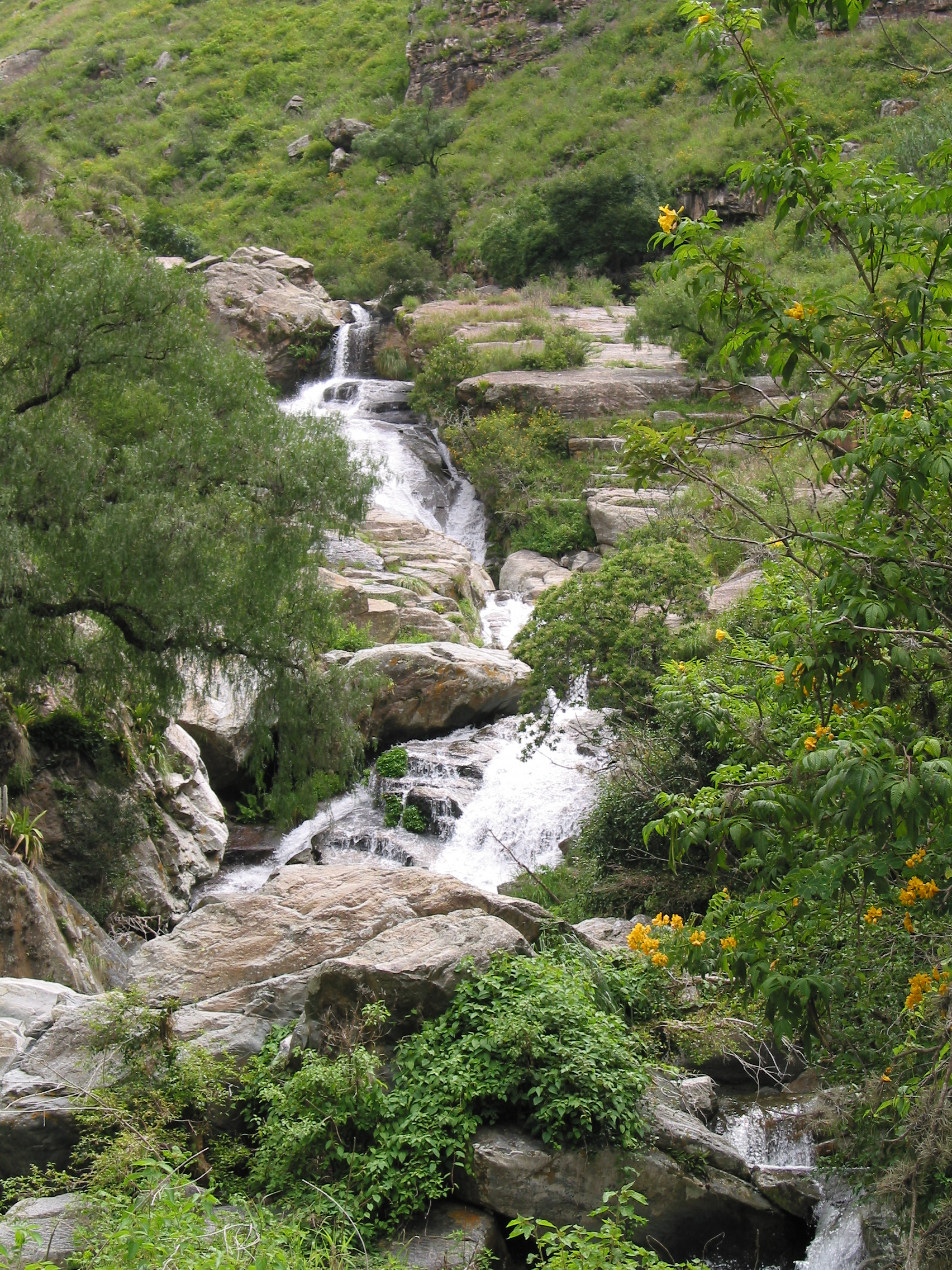 Montañas Bosque Tucumano Boliviano - Editado (2)