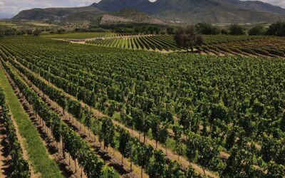 Ruta del Vino Bolivia: La plataforma digital que revoluciona el enoturismo