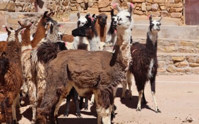 Productores fortalecen sus capacidades para mejorar el aprovechamiento de la fibra de vicuña