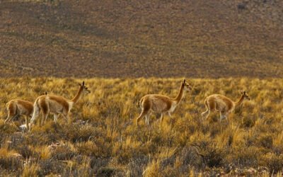 Ruta del Vino Bolivia lanza en Villazón una nueva experiencia turística: Esquila sostenible de vicuñas