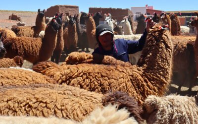 De la práctica en llamas a la esquila de vicuñas: comunidades fortalecen sus capacidades para el manejo sostenible de la fibra