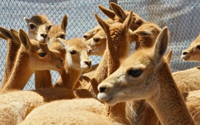 De la práctica en llamas a la esquila de vicuñas: comunidades fortalecen sus capacidades para el manejo sostenible de la fibra